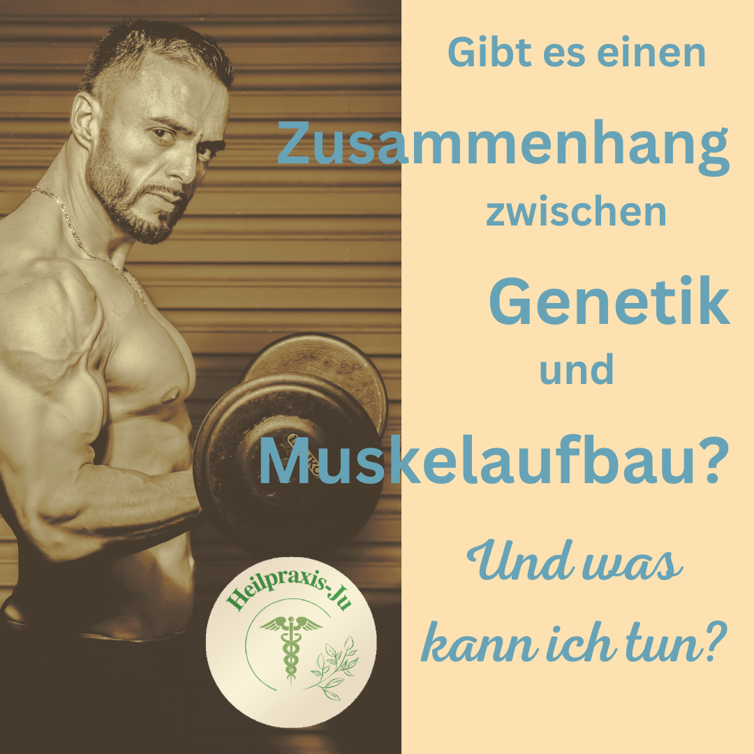 Muskelaufbau und Genetik