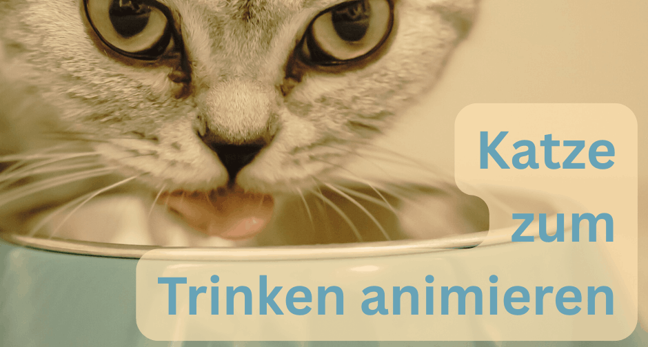 Katze muss trinken bei Hitze