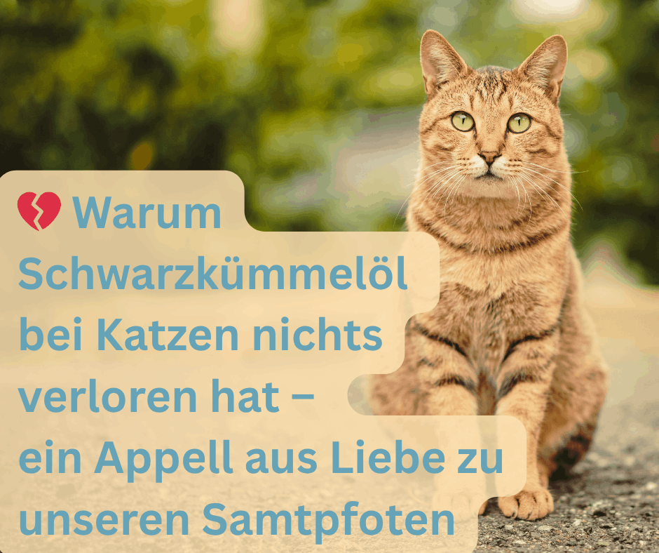 Schwarzkümmelöl bei Katzen